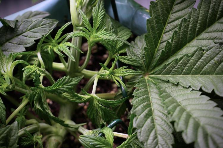 TicaL X Zamnesia-NectarDrip pack#268/750. Week 6 - Plant C