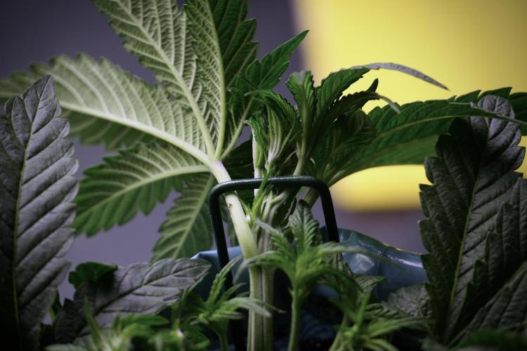 TicaL X Zamnesia-NectarDrip pack#268/750. Week 6 - Plant C