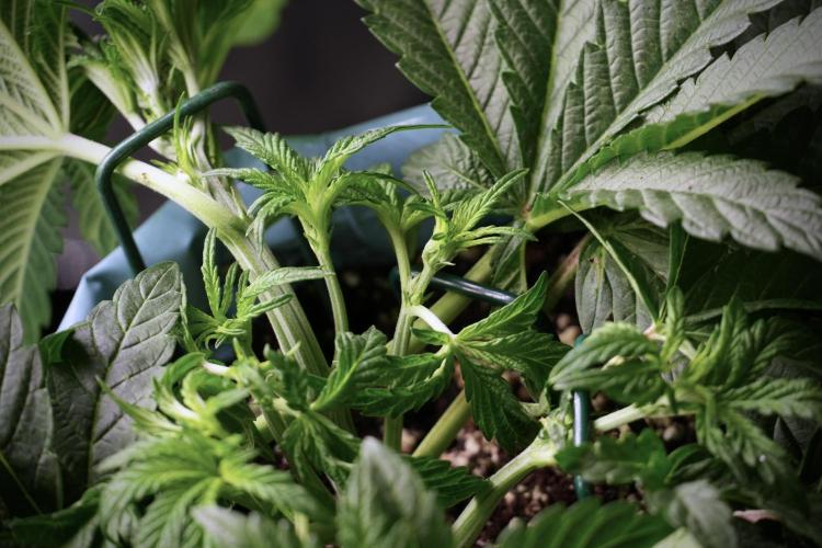 TicaL X Zamnesia-NectarDrip pack#268/750. Week 6 - Plant C