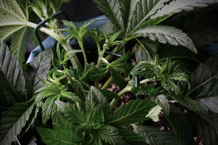 TicaL X Zamnesia-NectarDrip pack#268/750. Week 6 - Plant C