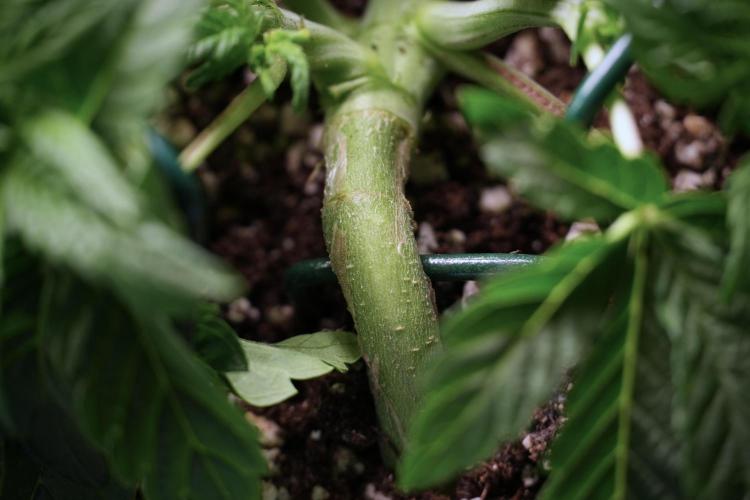 TicaL X Zamnesia-NectarDrip pack#268/750. Week 6 - Plant C