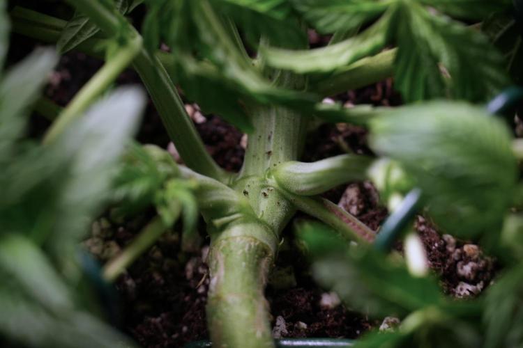 TicaL X Zamnesia-NectarDrip pack#268/750. Week 6 - Plant C