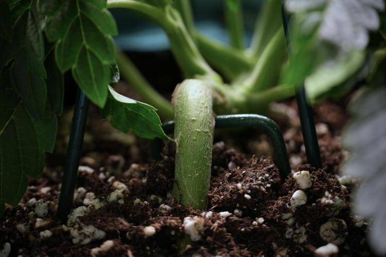 TicaL X Zamnesia-NectarDrip pack#268/750. Week 6 - Plant C