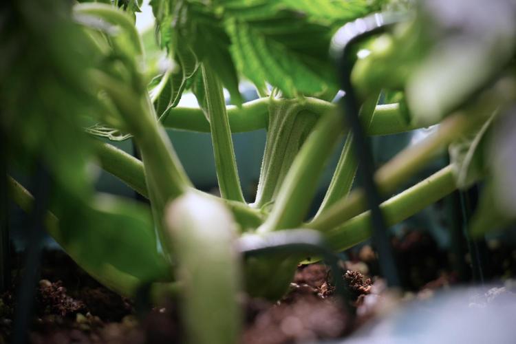 TicaL X Zamnesia-NectarDrip pack#268/750. Week 6 - Plant C