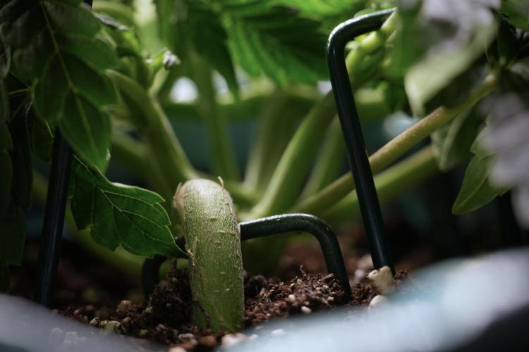 TicaL X Zamnesia-NectarDrip pack#268/750. Week 6 - Plant C