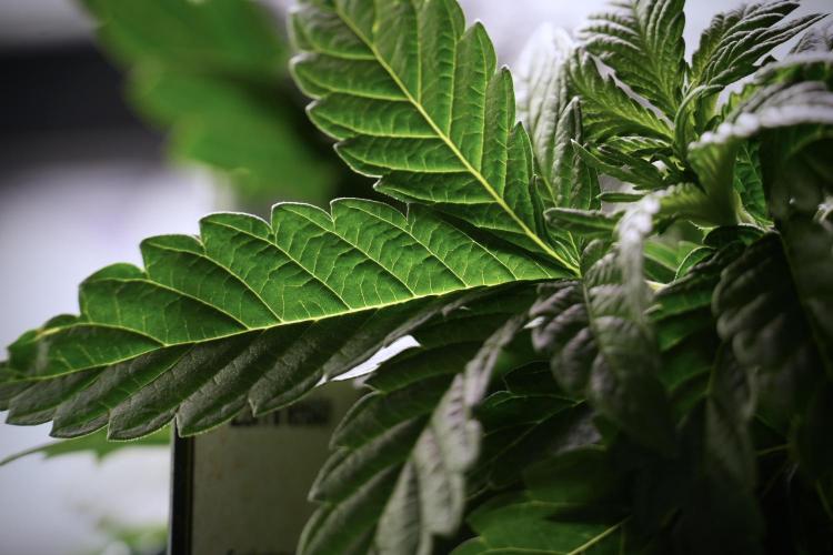 TicaL X Zamnesia-NectarDrip pack#268/750. Week 6 - Plant C