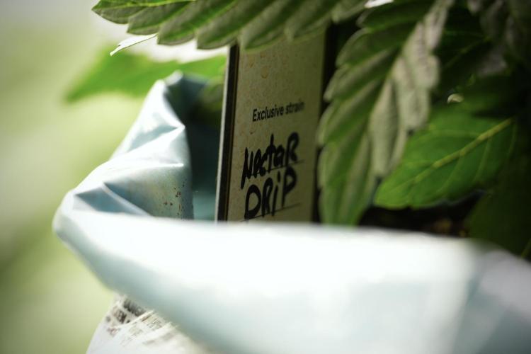 TicaL X Zamnesia-NectarDrip pack#268/750. Week 6 - Plant C