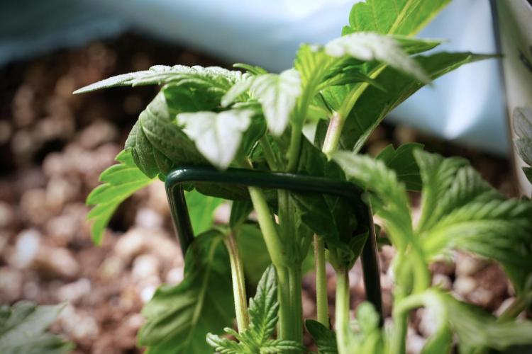 TicaL X Zamnesia-NectarDrip pack#268/750. Week 6 - Plant C