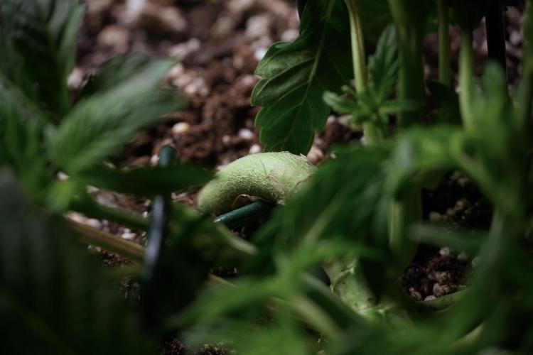 TicaL X Zamnesia-NectarDrip pack#268/750. Week 6 - Plant C