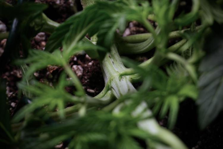 TicaL X Zamnesia-NectarDrip pack#268/750. Week 6 - Plant C