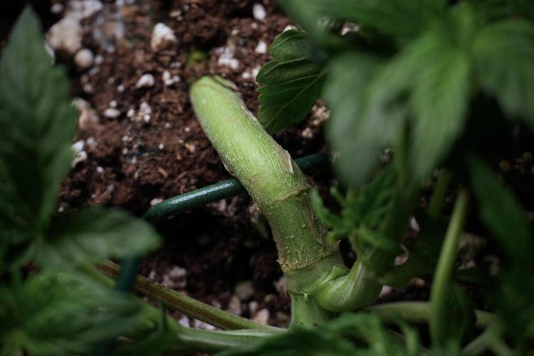 TicaL X Zamnesia-NectarDrip pack#268/750. Week 6 - Plant C