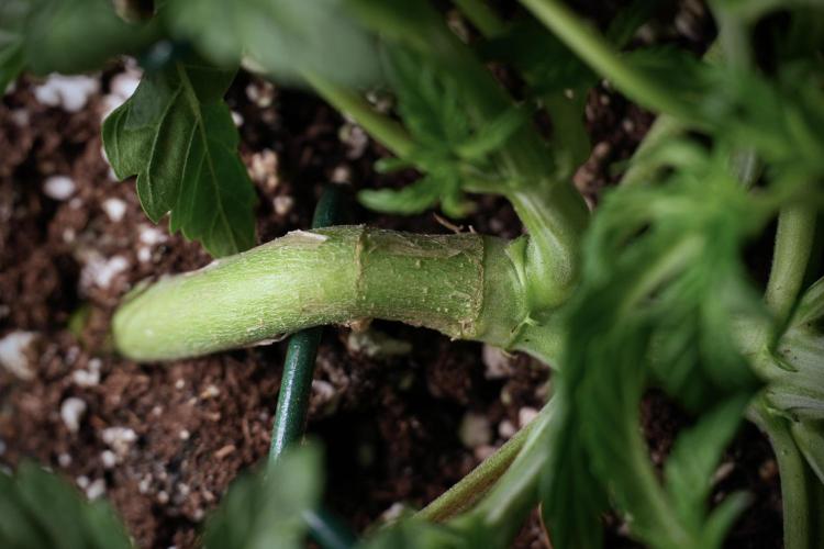 TicaL X Zamnesia-NectarDrip pack#268/750. Week 6 - Plant C