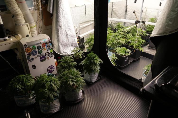 TicaL X Zamnesia-NectarDrip pack#268/750. Week 6 - Room and Vibes 