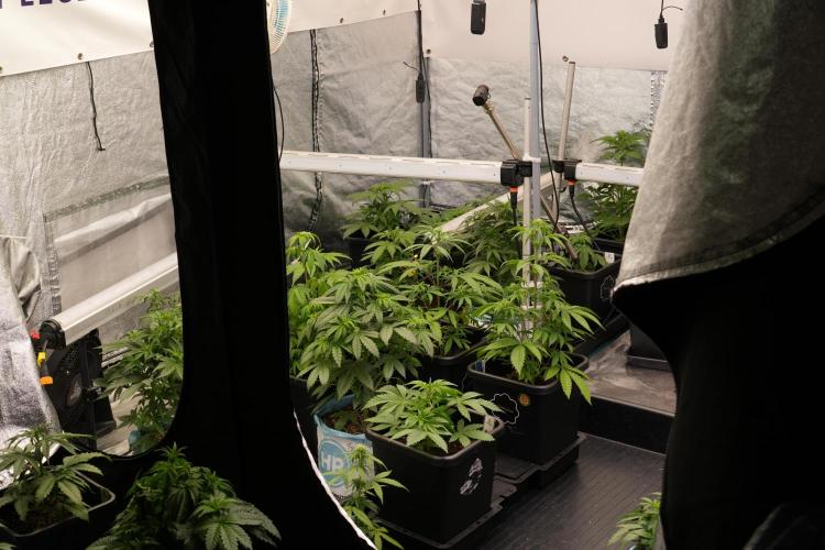 TicaL X Zamnesia-NectarDrip pack#268/750. Week 6 - Room and Vibes 