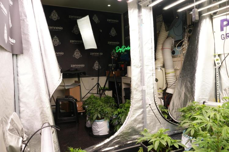 TicaL X Zamnesia-NectarDrip pack#268/750. Week 6 - Room and Vibes 