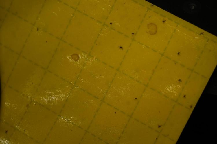 TicaL X Zamnesia-NectarDrip pack#268/750. Week 6 - Room and Vibes 