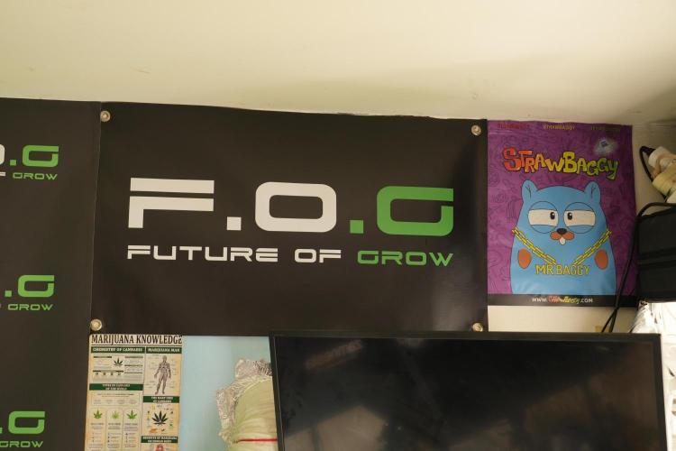 TicaL X Zamnesia-NectarDrip pack#268/750. Week 6 - Room and Vibes 