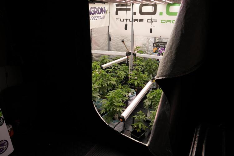 TicaL X Zamnesia-NectarDrip pack#268/750. Week 6 - Room and Vibes 