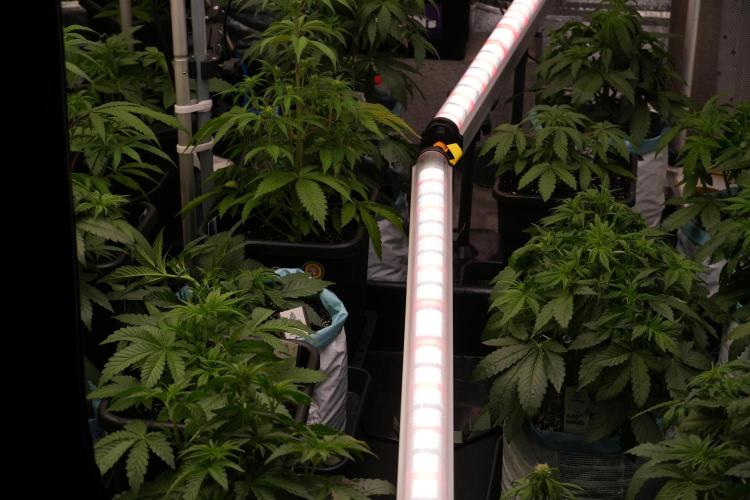 TicaL X Zamnesia-NectarDrip pack#268/750. Week 6 - Room and Vibes 