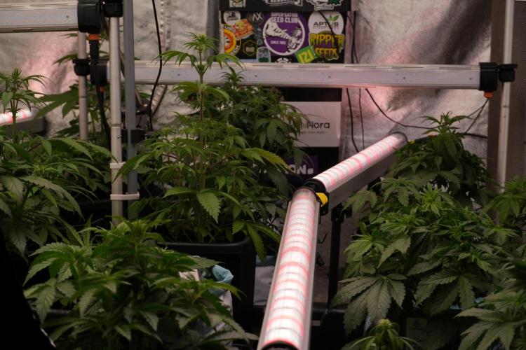 TicaL X Zamnesia-NectarDrip pack#268/750. Week 6 - Room and Vibes 