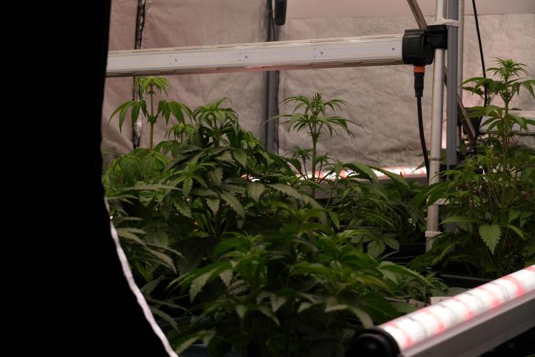 TicaL X Zamnesia-NectarDrip pack#268/750. Week 6 - Room and Vibes 