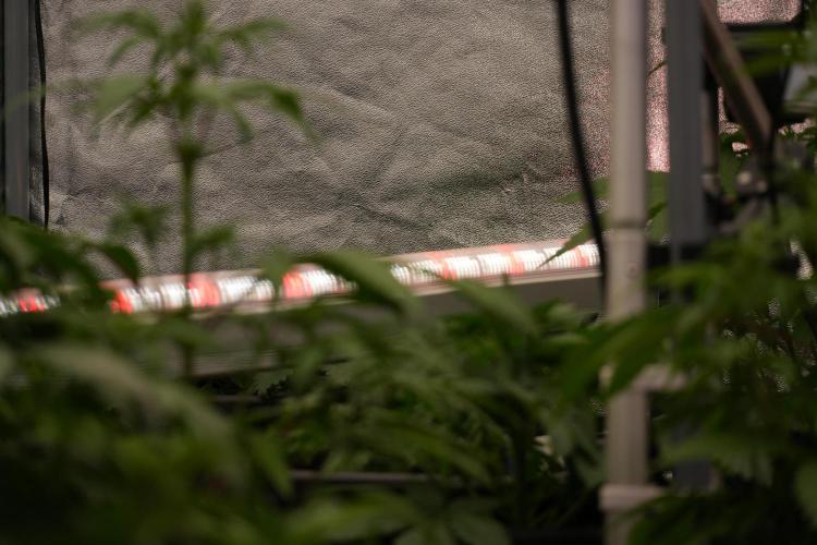 TicaL X Zamnesia-NectarDrip pack#268/750. Week 6 - Room and Vibes 