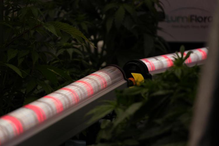 TicaL X Zamnesia-NectarDrip pack#268/750. Week 6 - Room and Vibes 