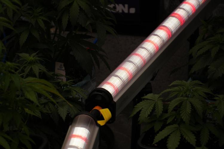 TicaL X Zamnesia-NectarDrip pack#268/750. Week 6 - Room and Vibes 