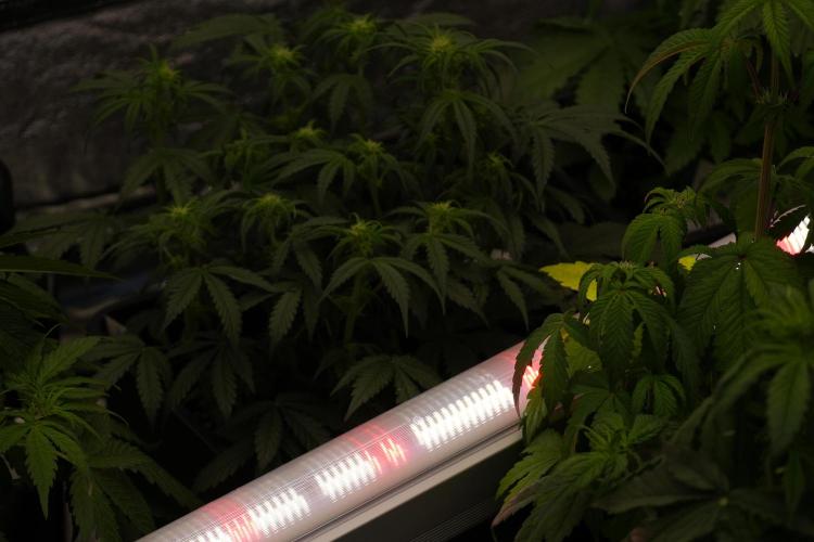 TicaL X Zamnesia-NectarDrip pack#268/750. Week 6 - Room and Vibes 