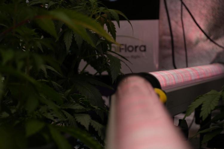 TicaL X Zamnesia-NectarDrip pack#268/750. Week 6 - Room and Vibes 