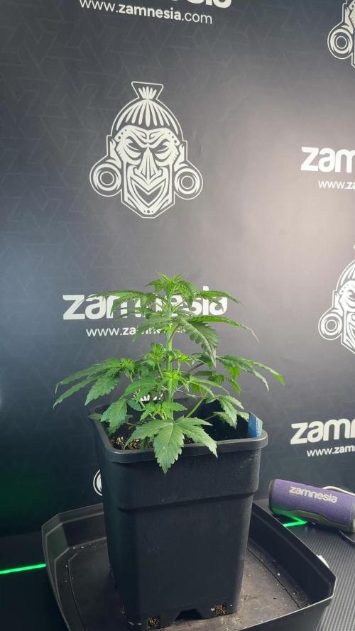 TicaL X Zamnesia-NectarDrip pack#268/750