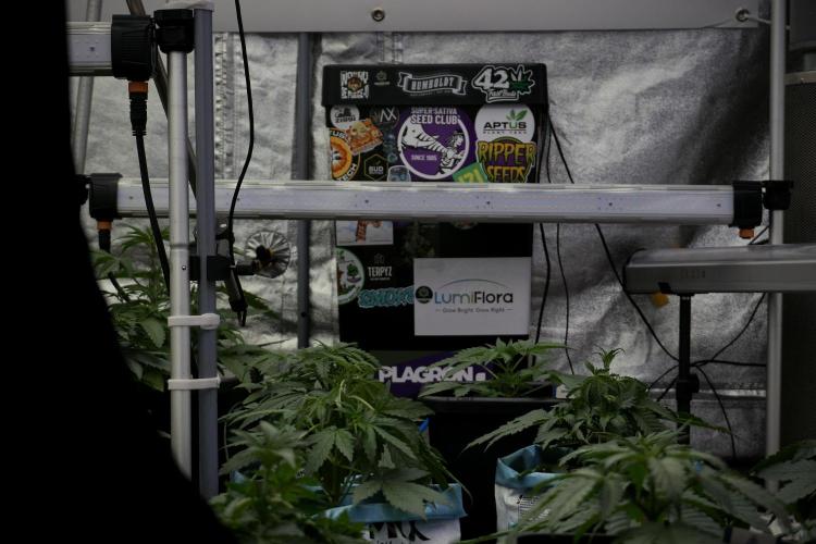 LSD Zamnesia Trippping. Week 5 - Room Gear and Vibes