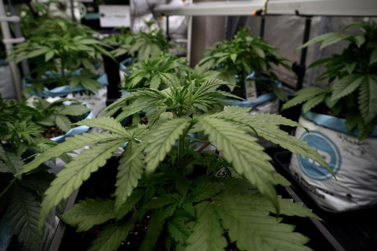 LSD Zamnesia Trippping. Week 5 - LSD #2