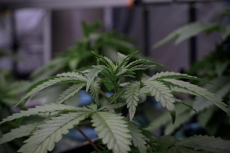 LSD Zamnesia Trippping. Week 5 - LSD #2