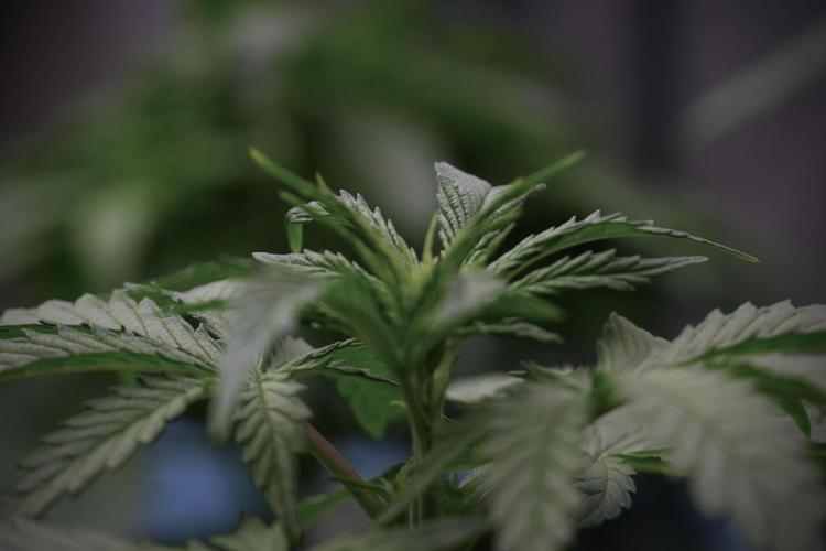 LSD Zamnesia Trippping. Week 5 - LSD #2