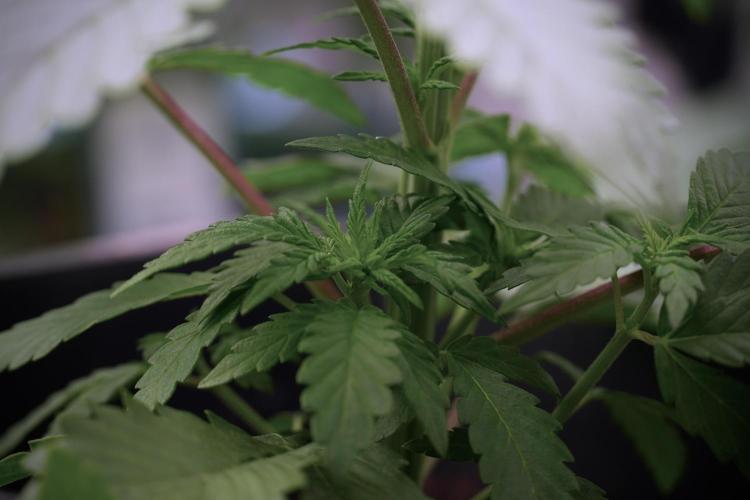 LSD Zamnesia Trippping. Week 5 - LSD #2