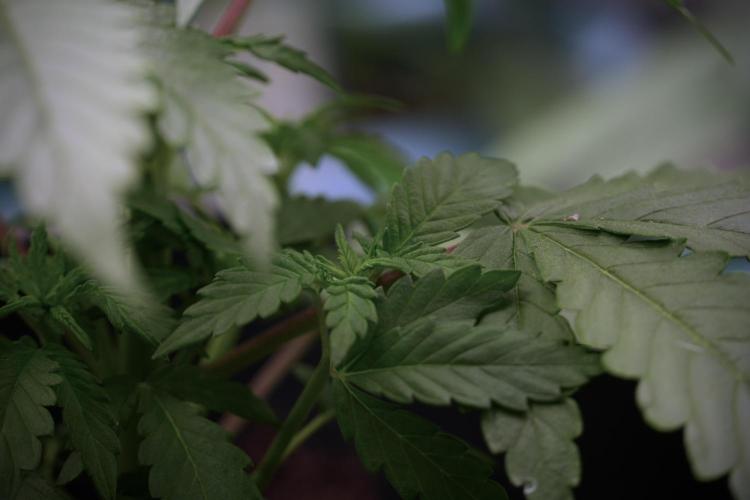 LSD Zamnesia Trippping. Week 5 - LSD #2