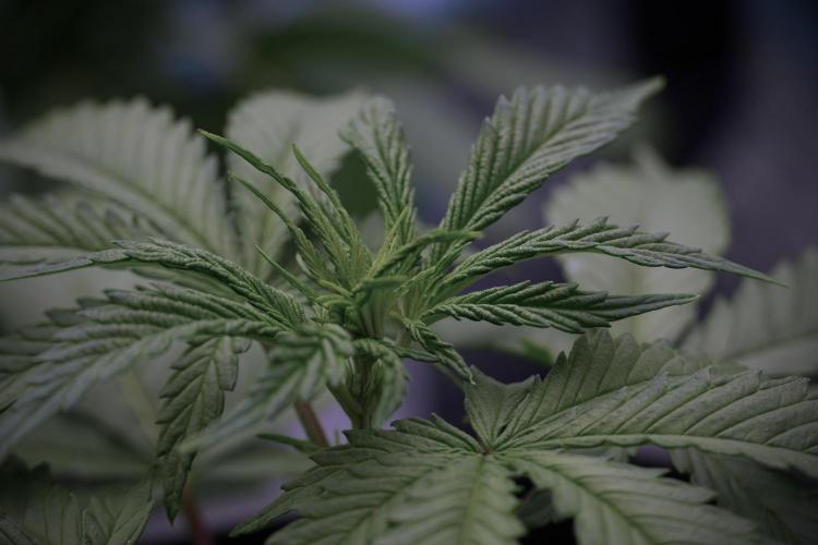 LSD Zamnesia Trippping. Week 5 - LSD #2