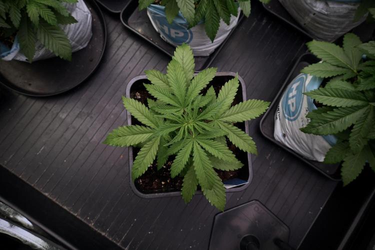 LSD Zamnesia Trippping. Week 5 - LSD #2