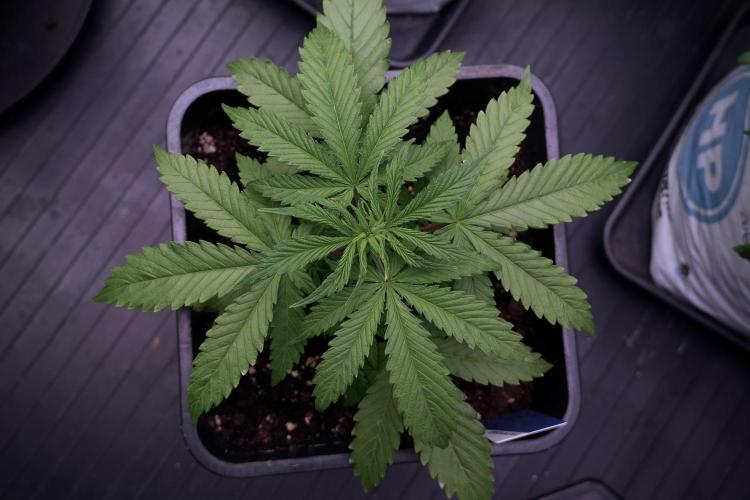 LSD Zamnesia Trippping. Week 5 - LSD #2