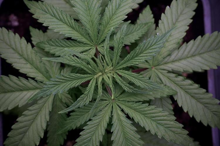 LSD Zamnesia Trippping. Week 5 - LSD #2