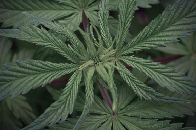 LSD Zamnesia Trippping. Week 5 - LSD #2