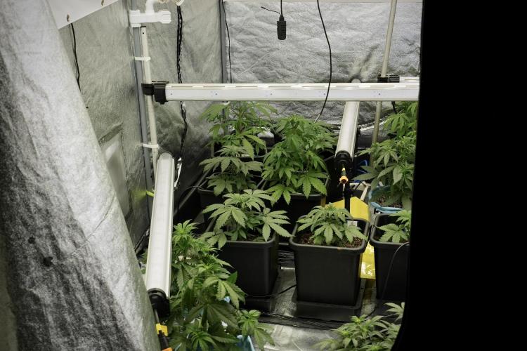 LSD Zamnesia Trippping. Week 5 - Room gear and vibes 