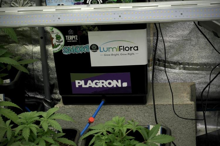 LSD Zamnesia Trippping. Week 5 - Room gear and vibes 