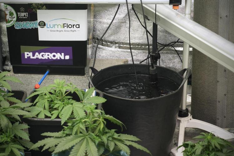 LSD Zamnesia Trippping. Week 5 - Room gear and vibes 