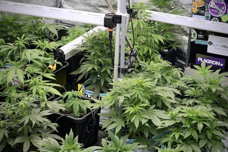 LSD Zamnesia Trippping. Week 5 - Room gear and vibes 