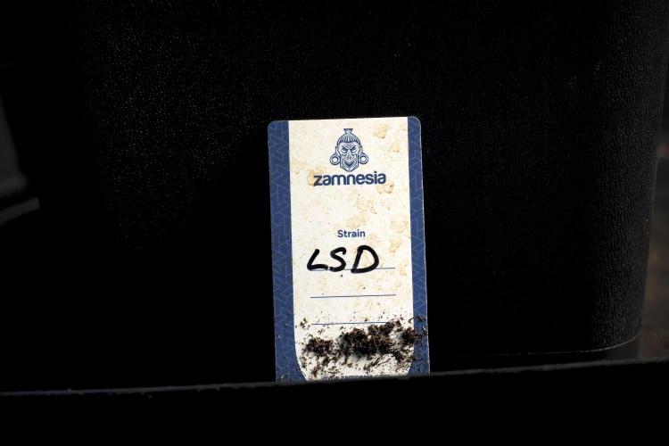 LSD Zamnesia Trippping. Week 5 - LSD #3 