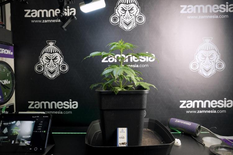 LSD Zamnesia Trippping. Week 5 - LSD #3 