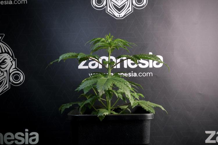 LSD Zamnesia Trippping. Week 5 - LSD #3 