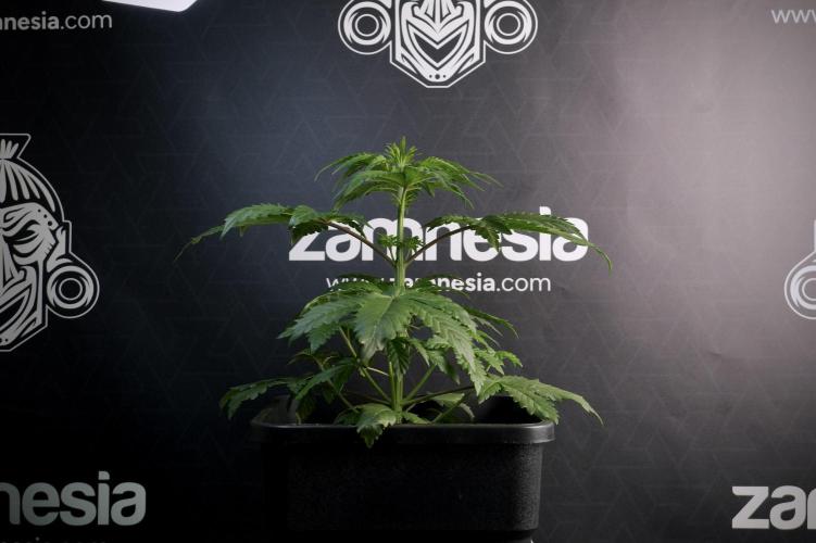 LSD Zamnesia Trippping. Week 5 - LSD #3 